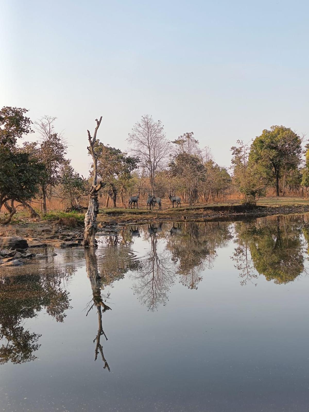 Gandhisagar Forest Retreat Hotel Gurla Exterior photo